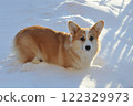 young Welsh corgi dog lies in the snow 122329973