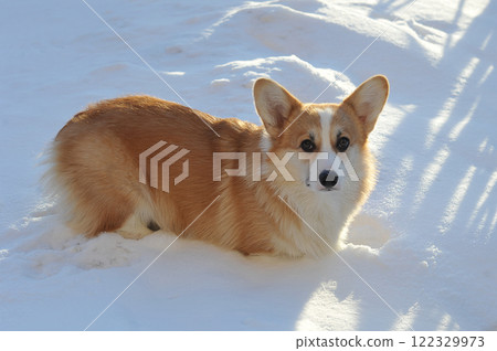young Welsh corgi dog lies in the snow young Welsh corgi dog lies in the snow 122329973