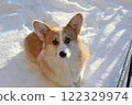 young Welsh corgi dog lies in the snow 122329974