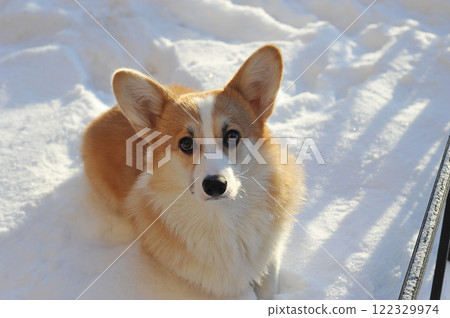 young Welsh corgi dog lies in the snow 122329974
