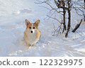 young Welsh corgi dog lies in the snow 122329975