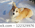 young Welsh corgi dog lies in the snow 122329976
