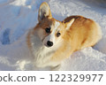 young Welsh corgi dog lies in the snow 122329977
