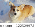 young Welsh corgi dog lies in the snow 122329978
