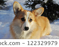young Welsh corgi dog lies in the snow 122329979