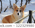 A young Welsh corgi dog lies in the snow 122329980