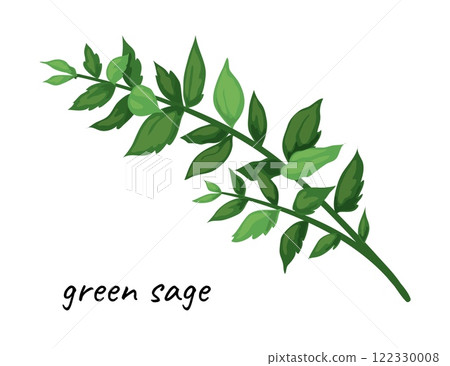 Herbal leaves icon. Green sage. Organic herb. Natural plant twig. Food ingredient. Culinary seasoning. Botanical element. Kitchen vegetable condiment. Vector spicy vegetarian product 122330008