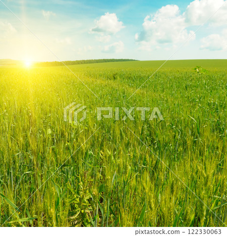 Green wheat field and sunrise. 122330063