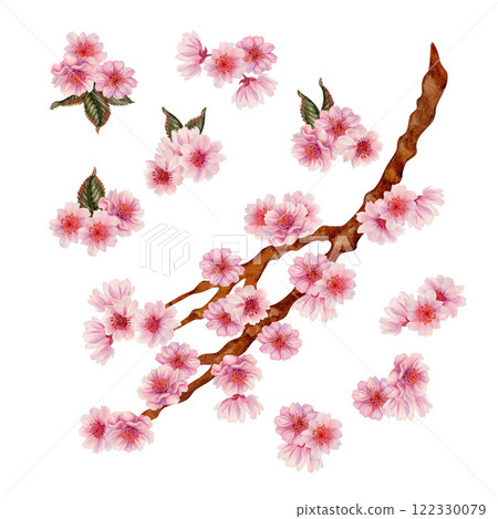 Branch with pink cherry blossom flowers to celebrate Japanese Hanami cherry blossom festival isolated on white background. Watercolor botanical template in lilac-pink color, in the sunrise palette. Branch with pink cherry blossom flowers to celebrate Japanese Hanami cherry blossom festival isolated on white background. Watercolor botanical template in lilac-pink color, in the sunrise palette. 122330079