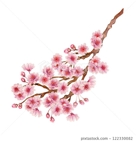 Branch with pink cherry blossom flowers to celebrate Japanese Hanami cherry blossom festival isolated on white background. Watercolor botanical template in lilac-pink color, in the sunrise palette. 122330082