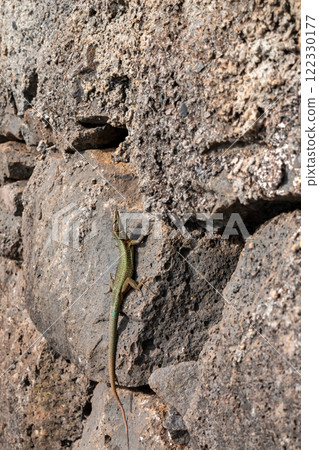 Lizard on a rock, Madeira, Portugal Lizard on a rock, Madeira, Portugal 122330177