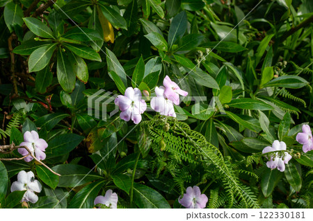 Impatiens blooming in the nature, Madeira, Portugal 122330181