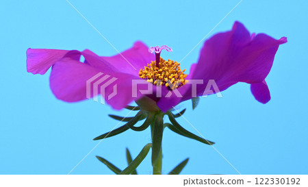 Matsuba button flower (fix shooting) Matsuba button flower (fix shooting) 122330192