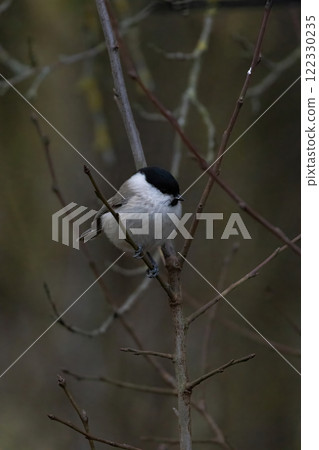 Willow tit perching on tree in winter. Willow tit perching on tree in winter. 122330235