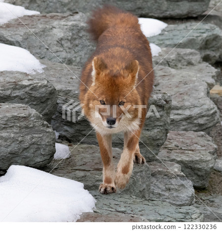 Ussuri dhole (Cuon alpinus alpinus) 122330236