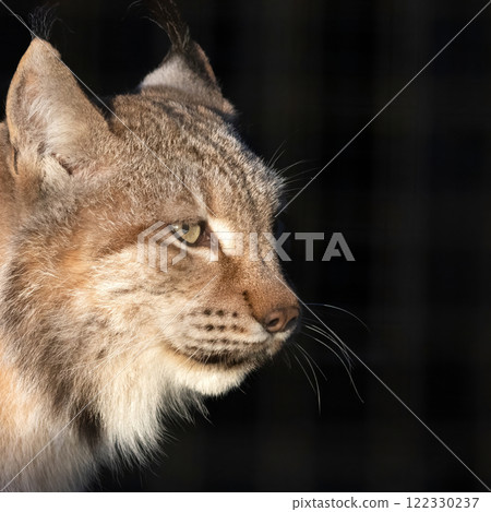 Portrait of an Eurasian lynx (Lynx lynx) Portrait of an Eurasian lynx (Lynx lynx) 122330237