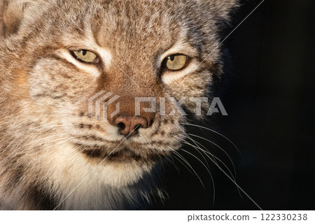 Portrait of an Eurasian lynx (Lynx lynx) Portrait of an Eurasian lynx (Lynx lynx) 122330238