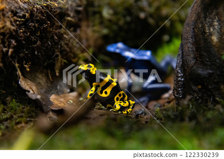 YELLOW-BANDED POISSON FROG dendrobates leucomelas YELLOW-BANDED POISSON FROG dendrobates leucomelas 122330239