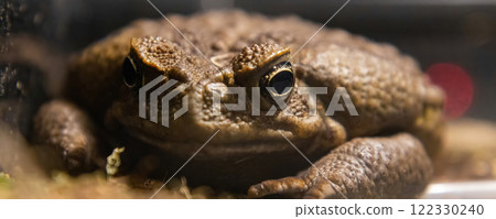 Toad-aha or aha (Latin. Rhinella marina) is a large-earth amphibians from the toad family Toad-aha or aha (Latin. Rhinella marina) is a large-earth amphibians from the toad family 122330240