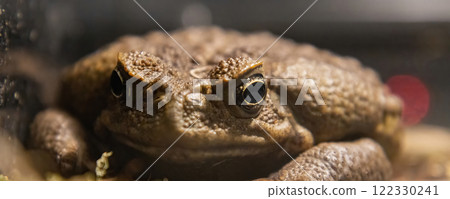 Toad-aha or aha (Latin. Rhinella marina) is a large-earth amphibians 122330241