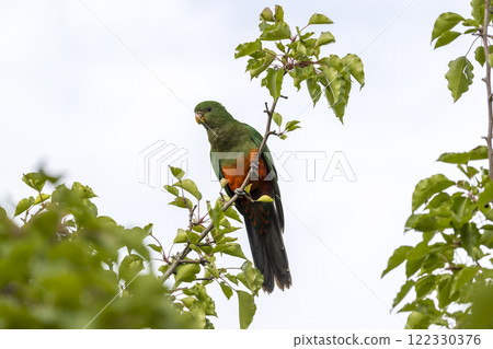 A colourful, friendly, and vibrant Australian King Parrot A colourful, friendly, and vibrant Australian King Parrot 122330376