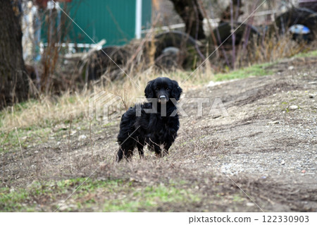 Photography of the stray dog. He lies in the main square and waiting for food from Photography of the stray dog. He lies in the main square and waiting for food from 122330903