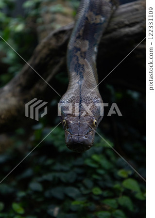 Close up of a burmese python on ground Close up of a burmese python on ground 122331109