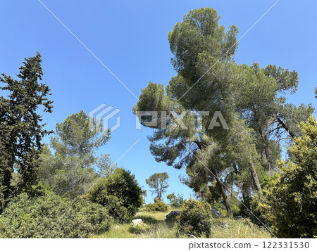 The man-made forest of Mata, planted with Aleppo pine or Jerusalem pine (lat.- Pinus halepensis) 122331530
