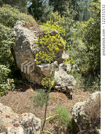 Blooming giant fennel (lat.- ferula communis) in a man-made forest 122331532