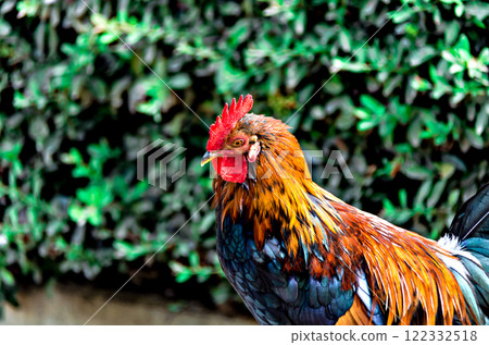 Colorful rooster in the Parque de la Paloma in Benalmadena, Malaga 122332518