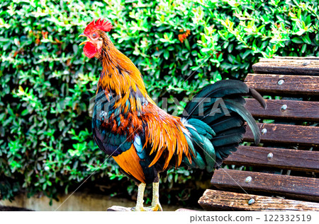 Colorful rooster in the Parque de la Paloma in Benalmadena, Malaga Colorful rooster in the Parque de la Paloma in Benalmadena, Malaga 122332519
