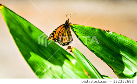 Monarch butterfly on green leaves in the garden 122332698
