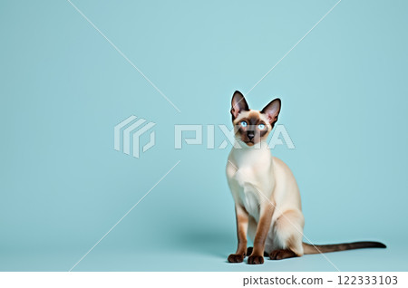 Siamese cat with blue eyes sitting on light blue background. AI generation 122333103