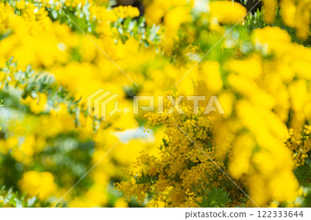 [Flower material] Mimosa flowers and blue sky [Aichi Prefecture] 122333644