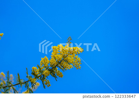 [Flower material] Mimosa flowers and blue sky [Aichi Prefecture] 122333647