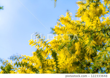 [花材]含羞草花和藍天[愛知縣] 122333648