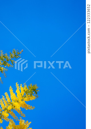 [花材]含羞草花和藍天[愛知縣] 122333652