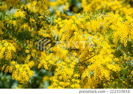 [Flower material] Mimosa flowers and blue sky [Aichi Prefecture] 122333658