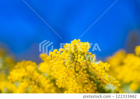 [花材]含羞草花和藍天[愛知縣] 122333662