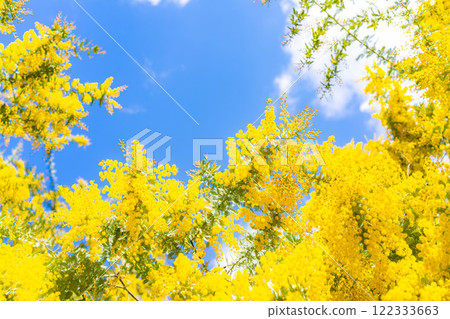 [花材]含羞草花和藍天[愛知縣] 122333663