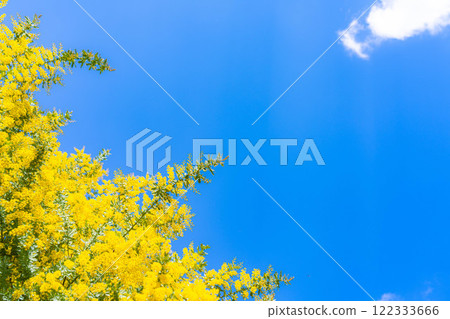 [花材]含羞草花和藍天[愛知縣] 122333666
