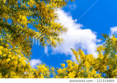 [花材]含羞草花和藍天[愛知縣] 122333669