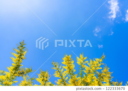 [花材]含羞草花和藍天[愛知縣] 122333670
