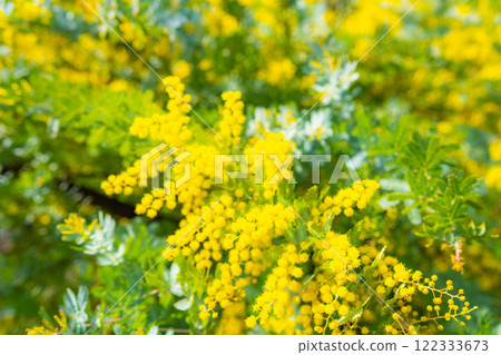 [Flower material] Mimosa flowers and blue sky [Aichi Prefecture] 122333673
