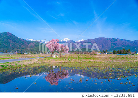 [Cherry Blossoms] Azumino City's spring scenery - Cherry blossoms at Jonen Dosojin Shrine [Nagano Prefecture] 122333691