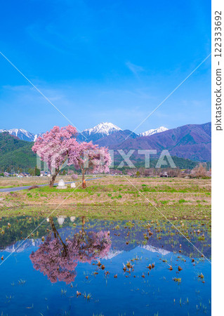 [Cherry Blossoms] Azumino City's spring scenery - Cherry blossoms at Jonen Dosojin Shrine [Nagano Prefecture] 122333692
