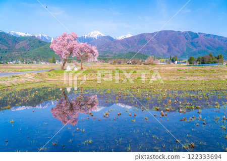 [Cherry Blossoms] Azumino City's spring scenery - Cherry blossoms at Jonen Dosojin Shrine [Nagano Prefecture] 122333694