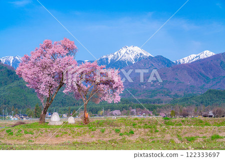 [Cherry Blossoms] Azumino City's spring scenery - Cherry blossoms at Jonen Dosojin Shrine [Nagano Prefecture] 122333697