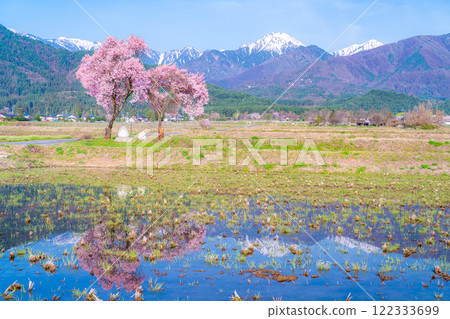 [Cherry Blossoms] Azumino City's spring scenery - Cherry blossoms at Jonen Dosojin Shrine [Nagano Prefecture] 122333699
