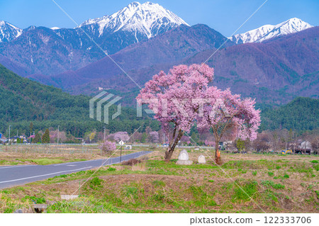 [Cherry Blossoms] Azumino City's spring scenery - Cherry blossoms at Jonen Dosojin Shrine [Nagano Prefecture] 122333706